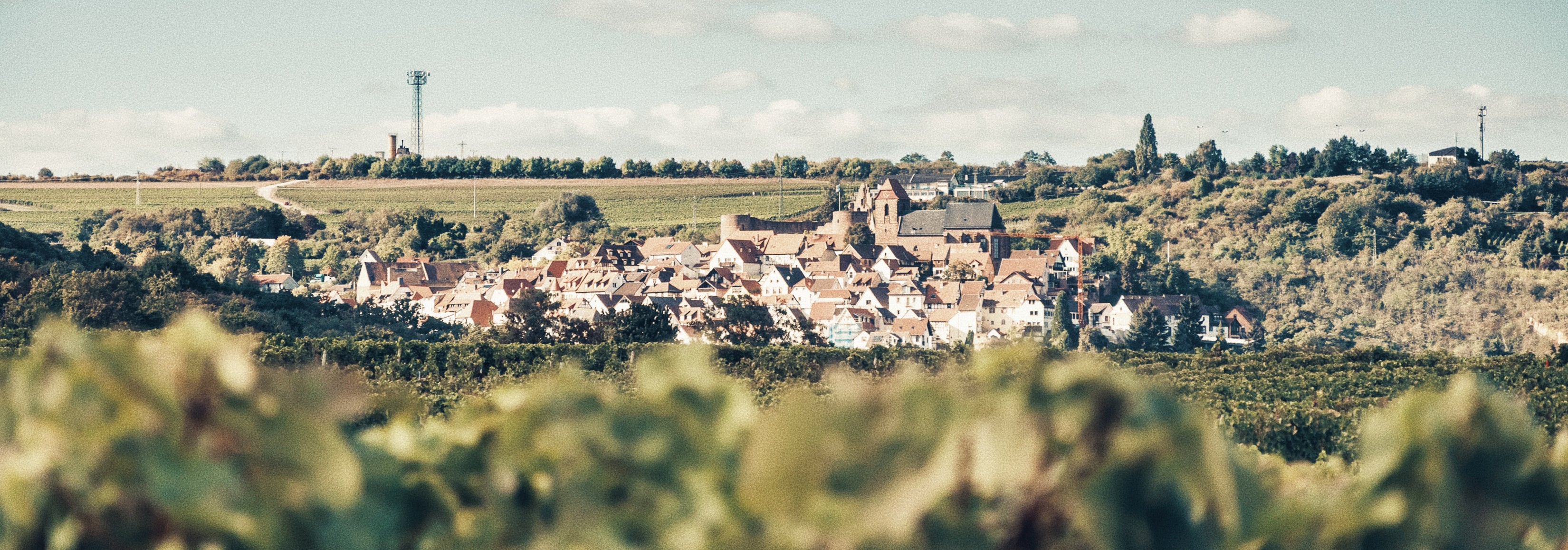 Pfalz | Germany's Famous Wine Region 